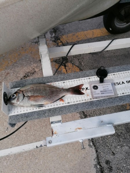 Fish Measure Picture