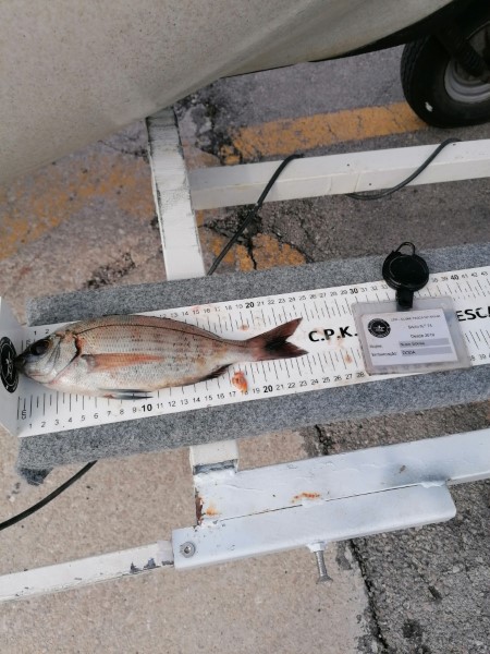 Fish Measure Picture