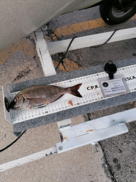 Fish Measure Picture