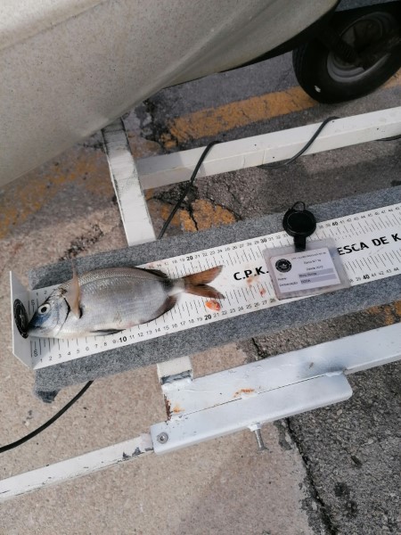 Fish Measure Picture