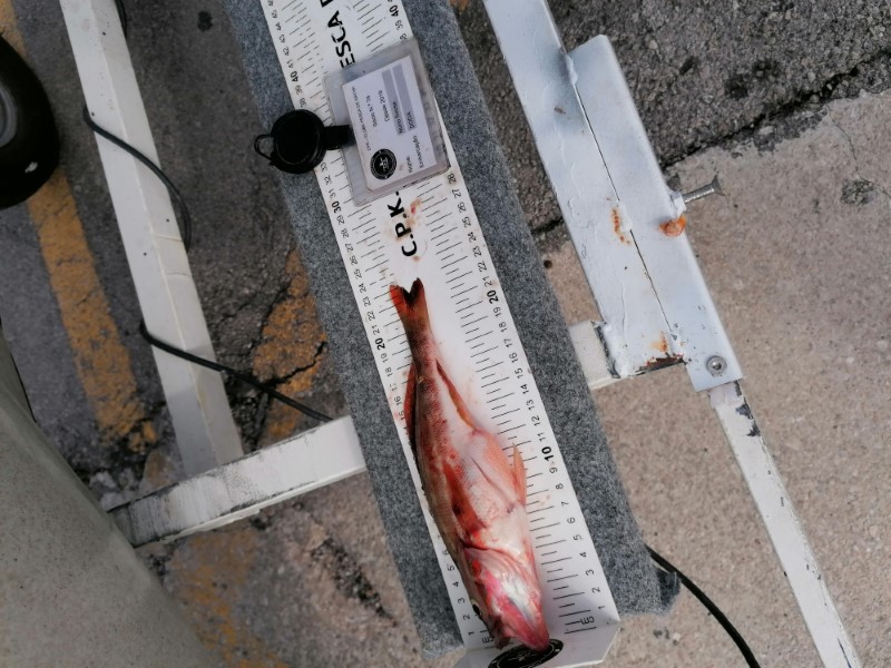 Fish Measure Picture