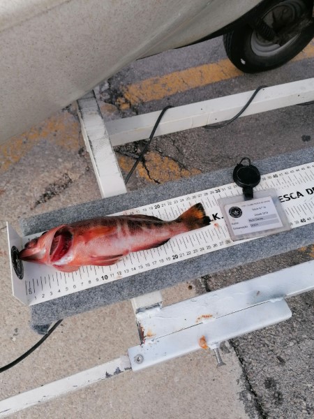 Fish Measure Picture