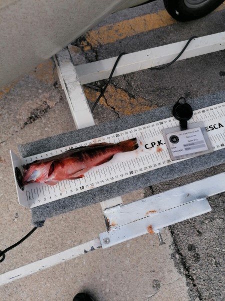 Fish Measure Picture