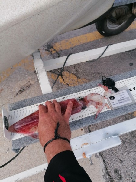 Fish Measure Picture