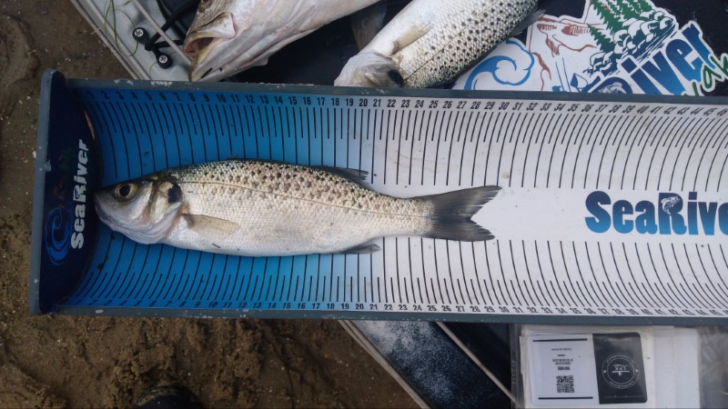 Fish Measure Picture
