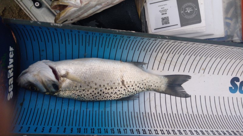 Fish Measure Picture