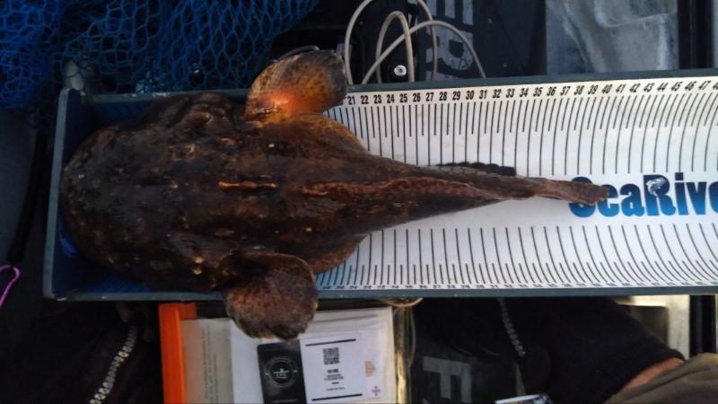 Fish Measure Picture