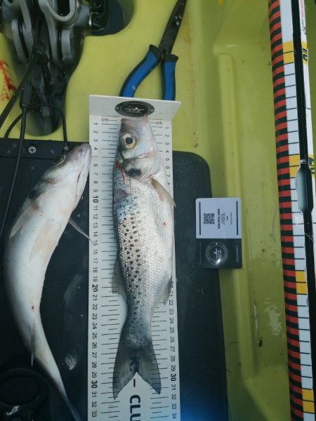 Fish Measure Picture