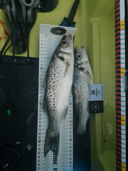 Fish Measure Picture