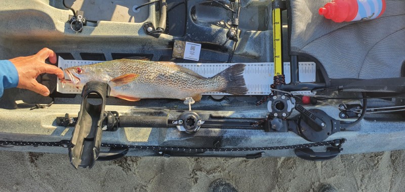 Fish Measure Picture