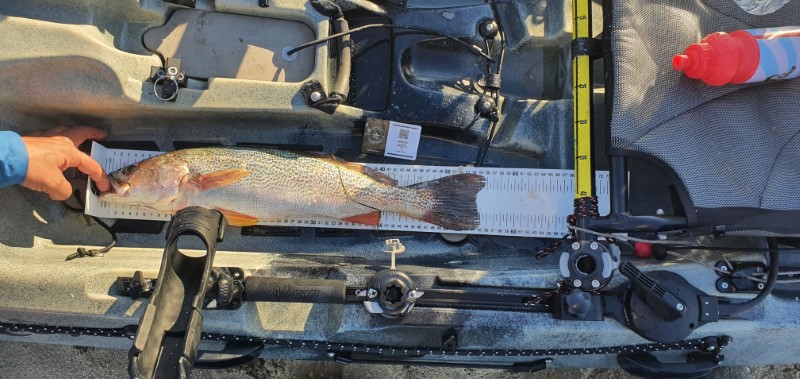 Fish Measure Picture
