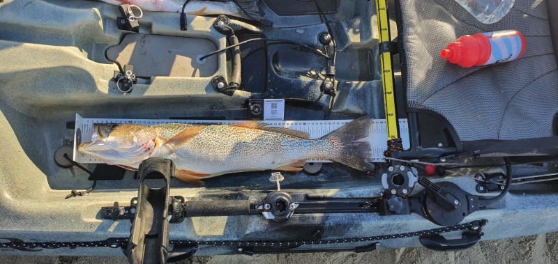 Fish Measure Picture