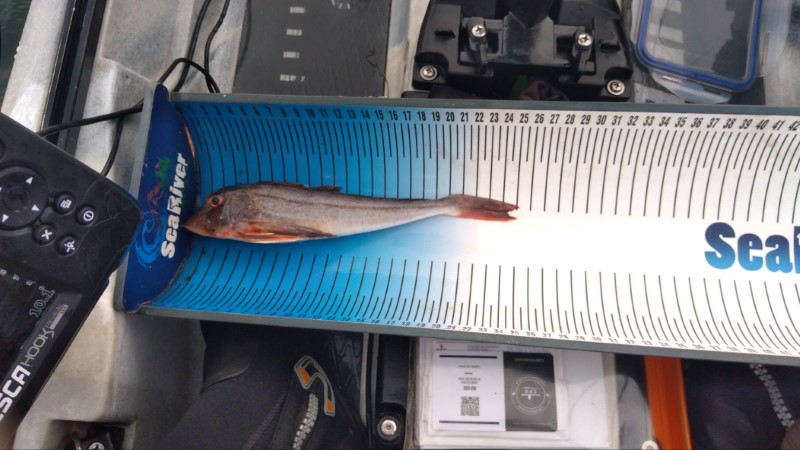 Fish Measure Picture