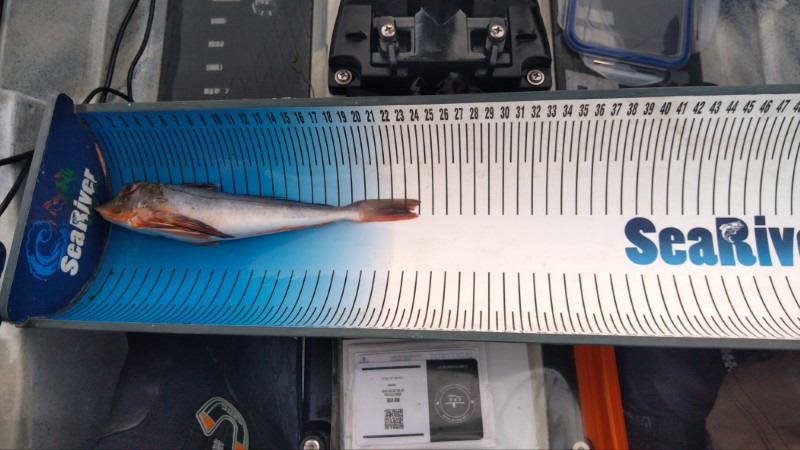 Fish Measure Picture