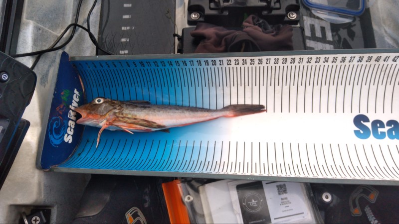 Fish Measure Picture