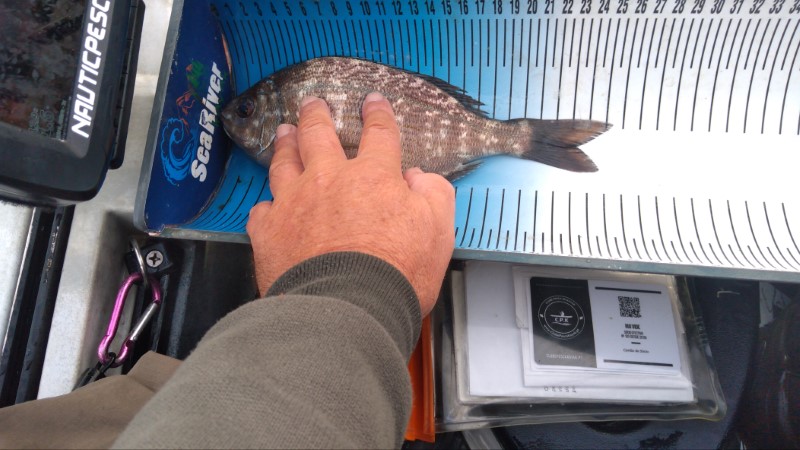 Fish Measure Picture