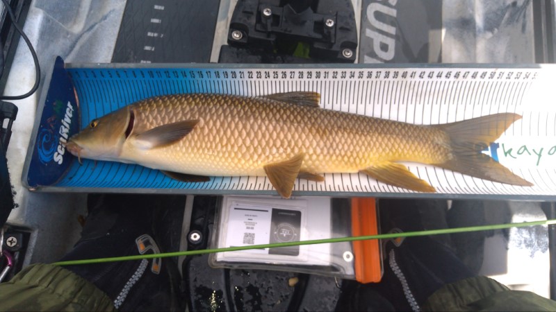 Fish Measure Picture