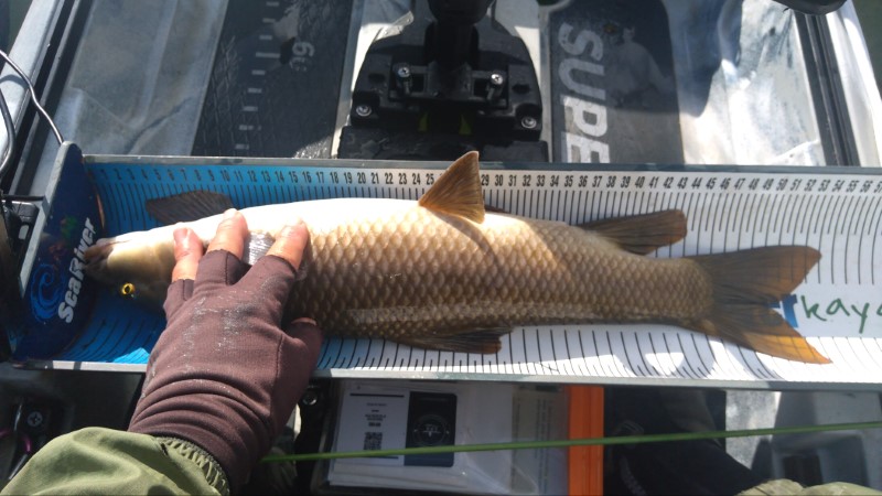 Fish Measure Picture