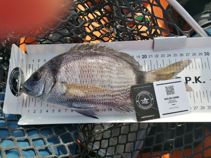 Fish Measure Picture