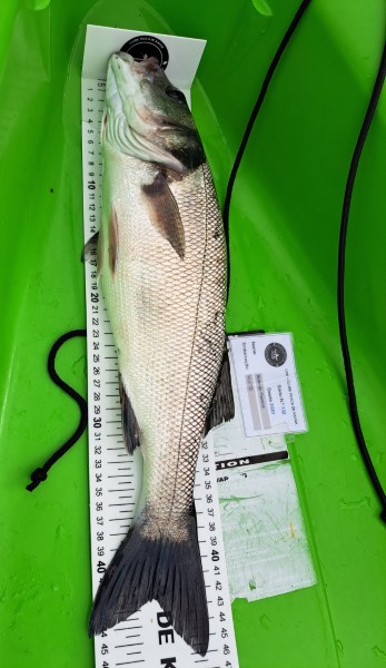 Fish Measure Picture