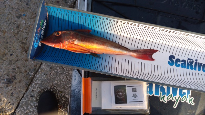 Fish Measure Picture
