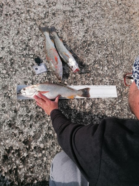 Fish Measure Picture