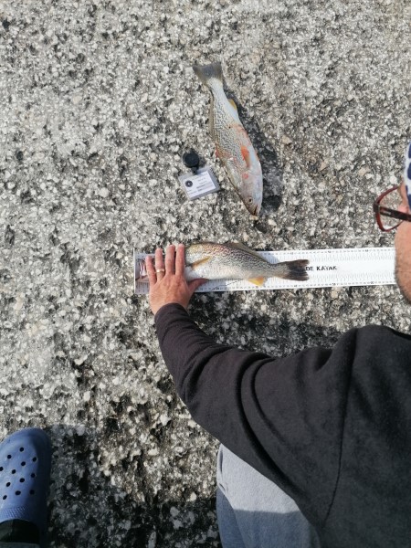 Fish Measure Picture