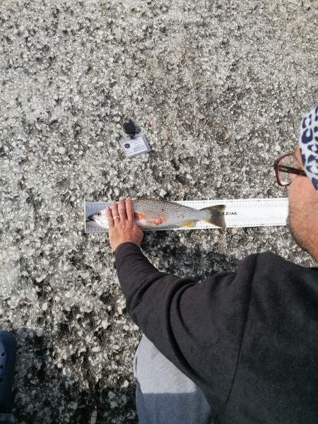 Fish Measure Picture