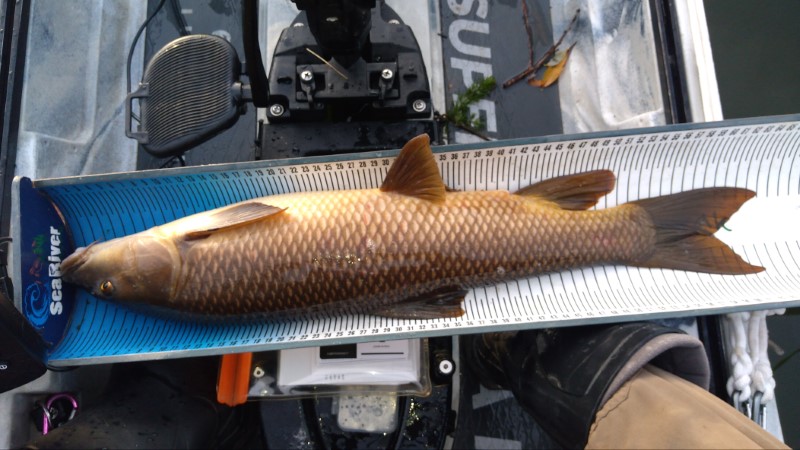 Fish Measure Picture