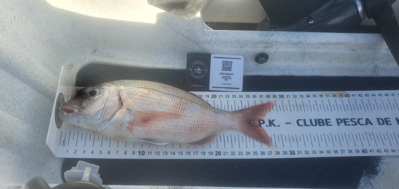 Fish Measure Picture