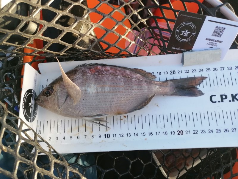 Fish Measure Picture