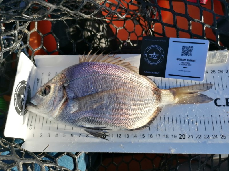 Fish Measure Picture