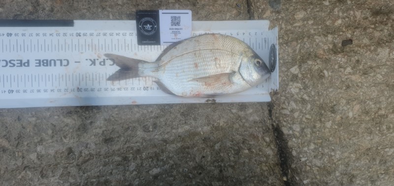 Fish Measure Picture