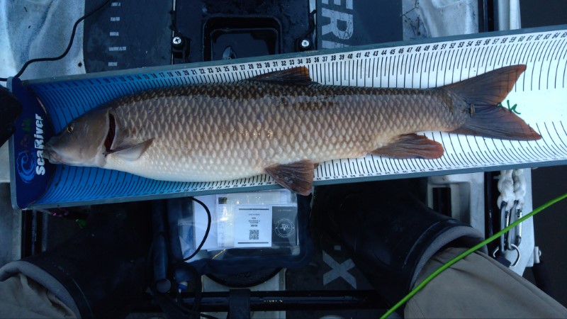 Fish Measure Picture
