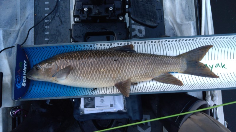 Fish Measure Picture
