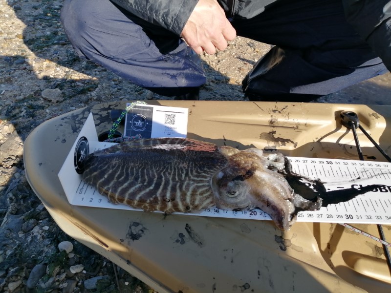 Fish Measure Picture