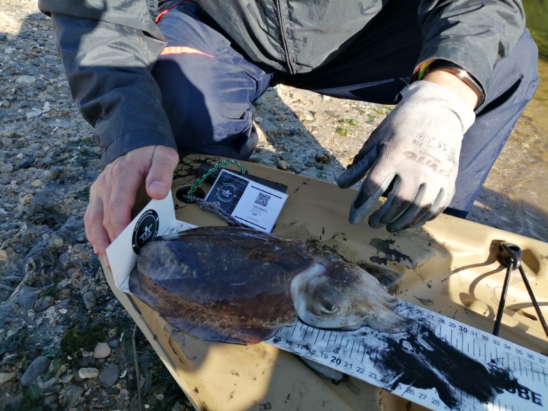 Fish Measure Picture