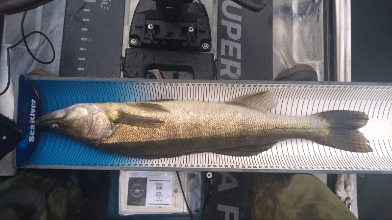 Fish Measure Picture