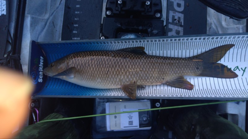 Fish Measure Picture