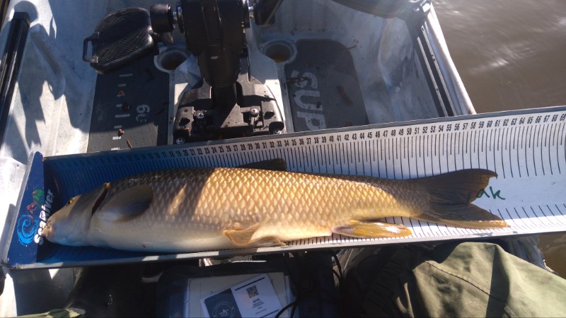 Fish Measure Picture