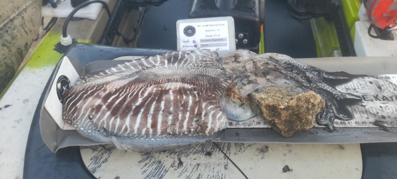 Fish Measure Picture