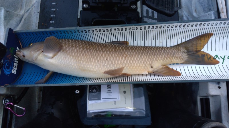 Fish Measure Picture