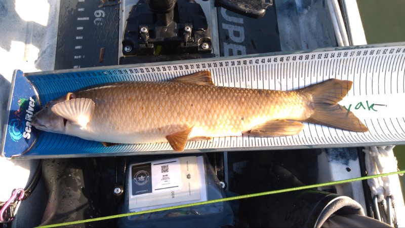 Fish Measure Picture