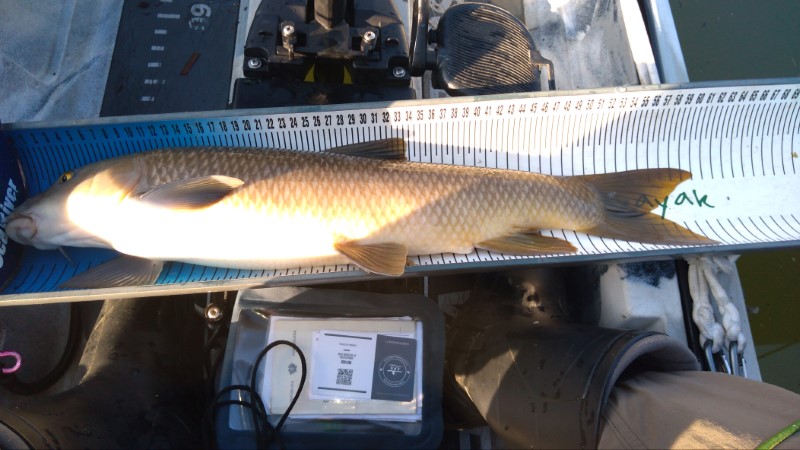 Fish Measure Picture