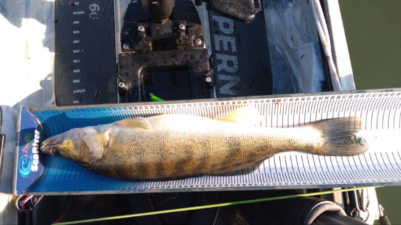 Fish Measure Picture