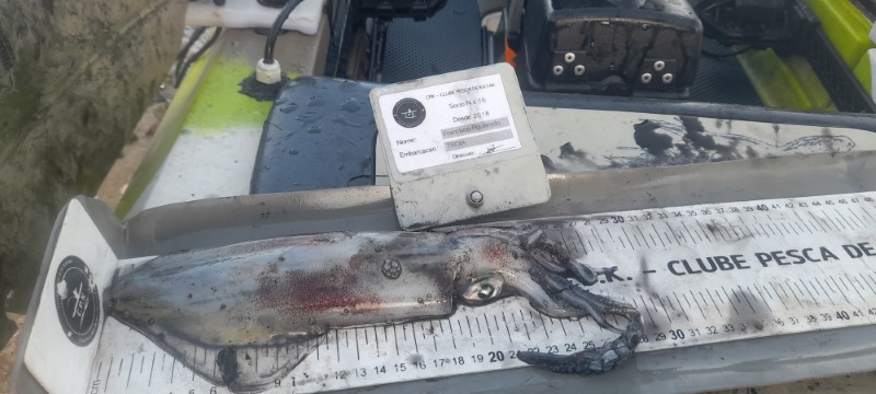 Fish Measure Picture