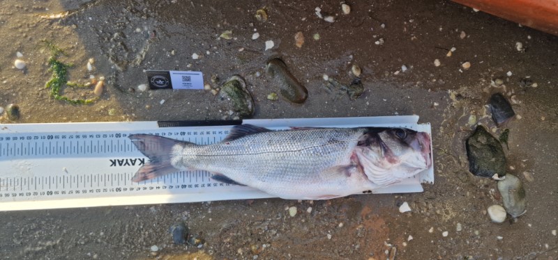 Fish Measure Picture