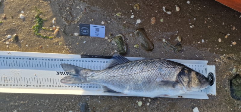 Fish Measure Picture