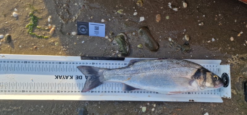 Fish Measure Picture