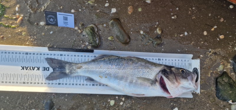Fish Measure Picture